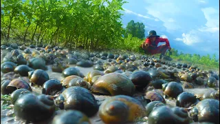 Amazing fishing!! a man catch skill lots of snails and crabs at river after flooding