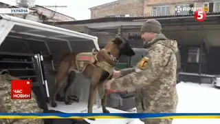 🐶Хвостаті розмінувальники! ⚡Саперам не впоратися без чотирилапих помічників під час пошуку вибухівки