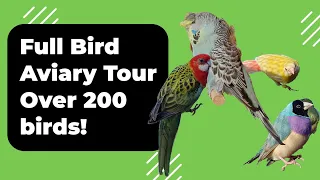 Bird Aviary Tour, Over 200 Birds!