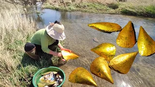 Golden pearl shells in the wild. The gold shells here are huge and the pearls are of high quality