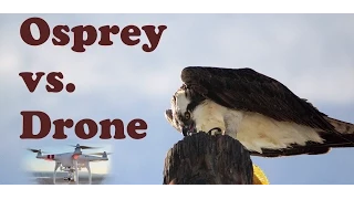 Flying Osprey sea bird vs drone