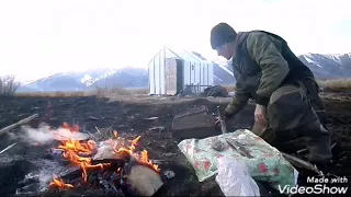 Жарю рыбу на рожне из талины .