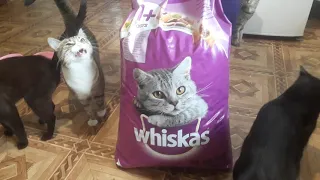 Whiskas Сухой корм для кошек вкусные подушечки с курицей 14кг
