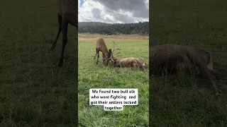 Saving the Elk! FULL STORY #elk #ranch #ranchlife #bullelk #country #fighting #rut #mating #hunting