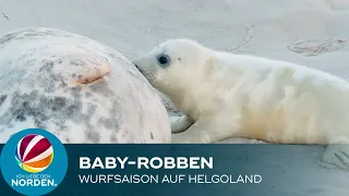 Kegelrobben-Babys auf Helgoland