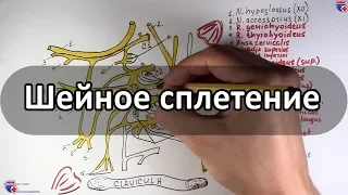 Шейное сплетение и его нервы - meduniver.com