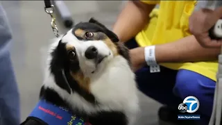 Therapy dogs bring comfort to inmates at men's jail in Los Angeles