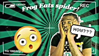 African bullfrog vs. Huntsman spider reaction!😖😖