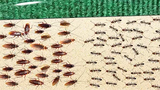 1000 COCKROACHES AGAINST 1000 ANTS. Who will win?