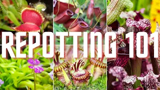 The Essential Guide to Repotting Carnivorous Plants