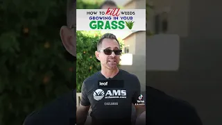 Kill weeds in lawn without harming the grass.