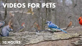 Cardinals, Woodpeckers, Red Squirrels and More - 10 Hour Cat TV for Pets to Watch - Feb 07, 2024