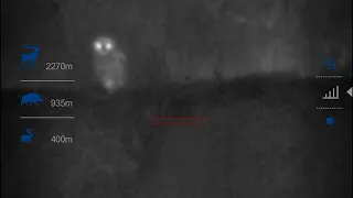 Barn Owl on Pulsar Axion XM30S Thermal camera