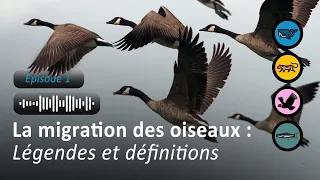 La migration des oiseaux : légendes et définitions (Adrien de Montaudouin)