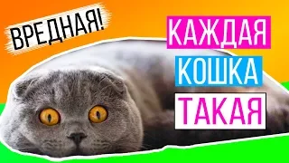 КАЖДАЯ КОШКА ТАКАЯ ВРЕДНАЯ