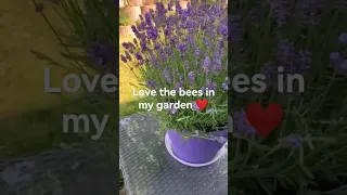lovely bees in my garden 🥰