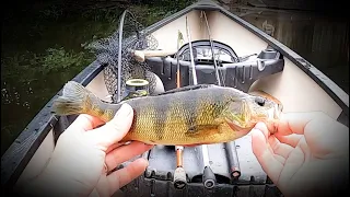 Dinks all Day on the Mepps Black Fury! (Spinner fishing)
