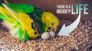 Unbelievable Budgie Story