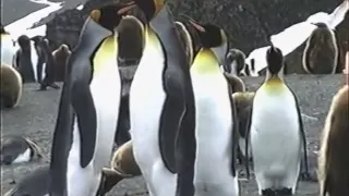 King Penguins on South Georgia