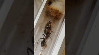 Trying to feed my Bull-ant colony! Myrmecia nigrocincta