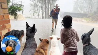 Torrential Storm Hits the Farm & 24 Animals Take Refuge in House | The Farm for Dogs