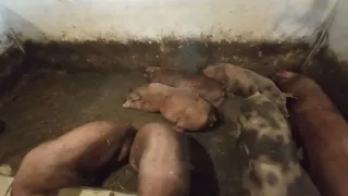 Ціни на м'ясо і сало,живу вагу 🐖🐷//Ціна на малих поросят просіла//Ждем опорос 🐖