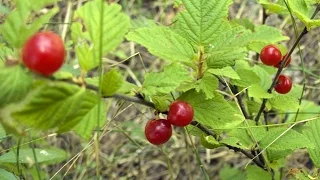 Подножный корм растительного происхождения