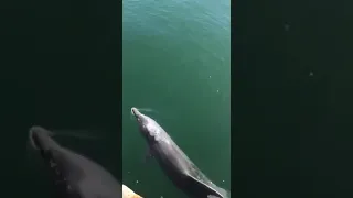 В опустевшую от людей Венецию вернулись дельфины