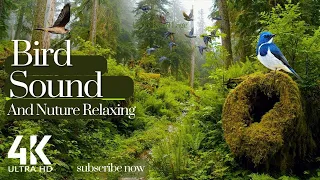 Nature Bird  Sounds - Soothing Nature Relaxation