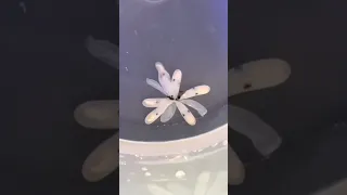 have you ever seen an octopus egg hatch?