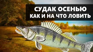 КАК И НА ЧТО ЛОВИТЬ СУДАКА ОСЕНЬЮ