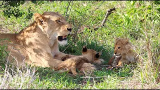 Competition Between Lion Cubs Ends in Tragedy