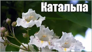 Катальпа великолепная или прекрасная Catalpa speciosa размножение семенами