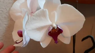 Красный клещ побеждён!Мой опыт борьбы и схема обработки орхидей.
