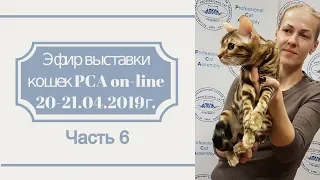 Выставка кошек PCA on-line 20-21.04.2019г часть 6