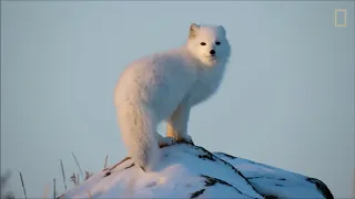 ARCTIC FOX MIGRATION