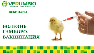 Болезнь Гамборо. ВАКЦИНАЦИЯ