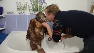 ЛЮБИМЫЕ ВИДЕО  !!!  ОБХОХОЧЕШЬСЯ !!! Олег Зубков купает орангутана Дану !