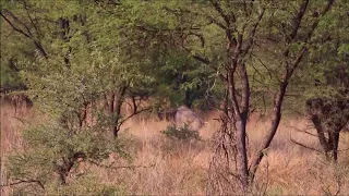 Trevor's  Kudu