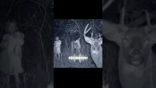 Real Wendigo Sounds Caught On Camera😱 #wendigo #sound #caughtoncamera #camera #real #shorts