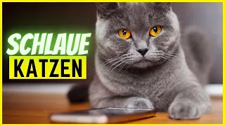 Top 5 intelligenteste Katzenrassen | Die Intelligenzbestien unter den Katzen