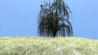 Grass and tree