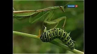 Насекомые, управляемые инстинктами. Рассказы о природе.