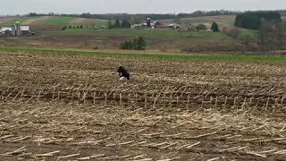 Goose Hunting with a dog (Lab)