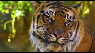 Bengal Tiger Yawning video, 4K UHD