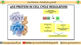 p53 | ROLE OF p53 IN CELL CYCLE REGULATION| TUMOR SUPPRESSOR PROTEIN