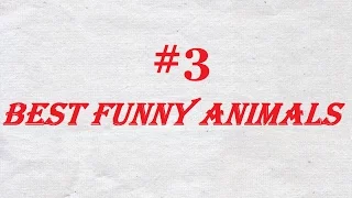 приколы с котами #3  Best Funny Cats 2016