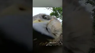 When the buzzard chick finds the hidden camera