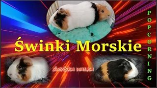 Świnki morskie - co to jest popcorning? zaloty godowe i walka, szczękanie zębami🐹 odgłosy świnek 🐹