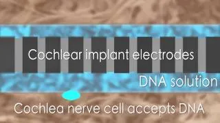 Cochlear implant delivers DNA for nerve cell regrowth - ANIMATION